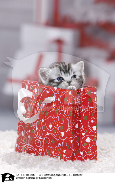 Britisch Kurzhaar Ktzchen / British Shorthair Kitten / RR-86805