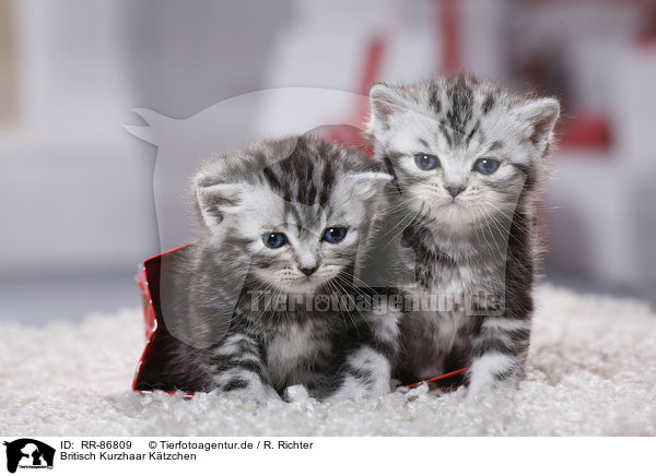 Britisch Kurzhaar Ktzchen / British Shorthair Kitten / RR-86809