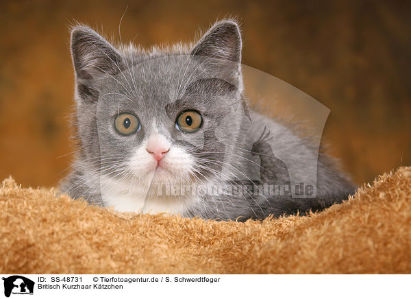 Britisch Kurzhaar Ktzchen / British Shorthair Kitten / SS-48731