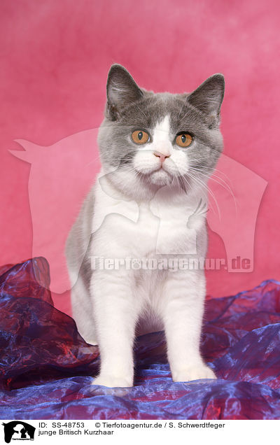 junge Britisch Kurzhaar / young British Shorthair / SS-48753
