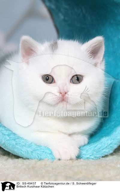Britisch Kurzhaar Ktzchen / British Shorthair Kitten / SS-49437