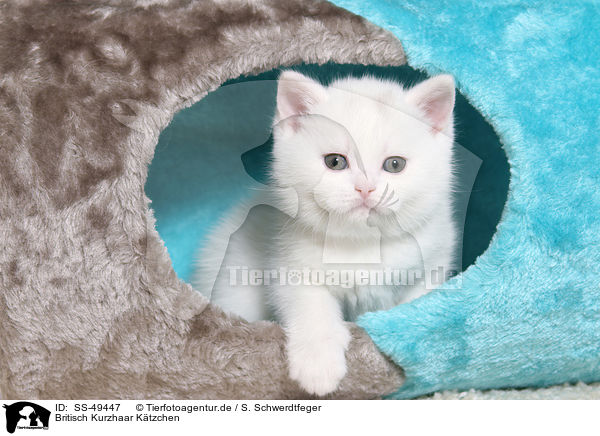 Britisch Kurzhaar Ktzchen / British Shorthair Kitten / SS-49447