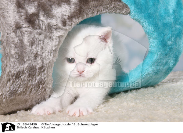 Britisch Kurzhaar Ktzchen / British Shorthair Kitten / SS-49459