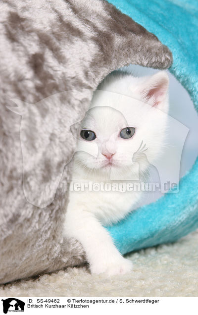 Britisch Kurzhaar K�tzchen / British Shorthair Kitten / SS-49462