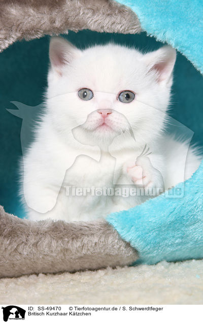 Britisch Kurzhaar Ktzchen / British Shorthair Kitten / SS-49470