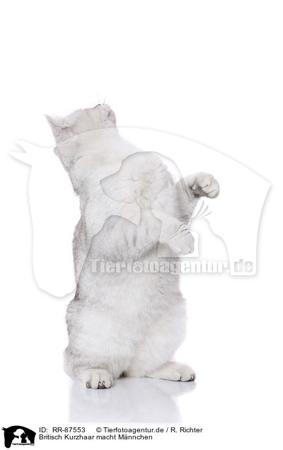 Britisch Kurzhaar macht Mnnchen / begging British Shorthair / RR-87553
