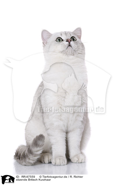 sitzende Britisch Kurzhaar / RR-87559