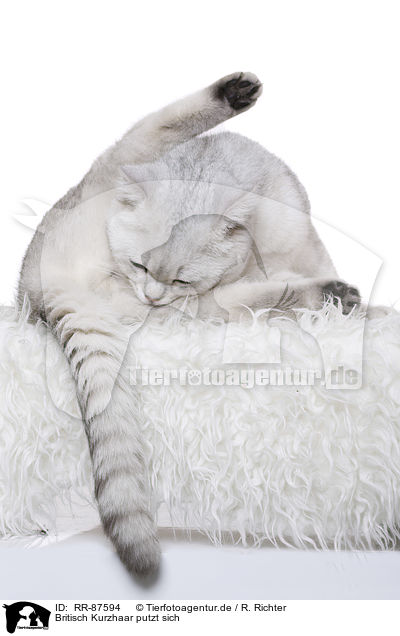 Britisch Kurzhaar putzt sich / British Shorthair is cleaning itself / RR-87594