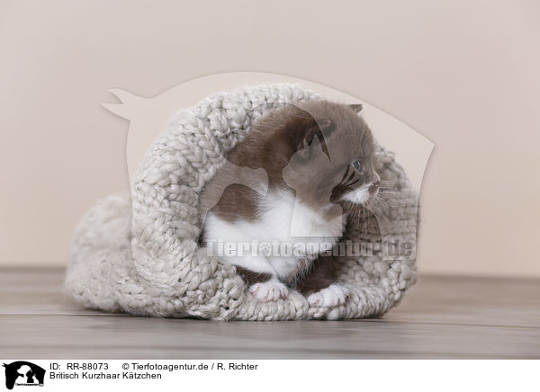 Britisch Kurzhaar Ktzchen / British Shorthair Kitten / RR-88073