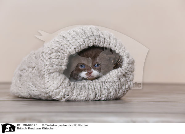 Britisch Kurzhaar Ktzchen / British Shorthair Kitten / RR-88075