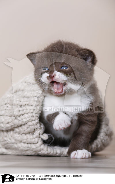 Britisch Kurzhaar Ktzchen / British Shorthair Kitten / RR-88079
