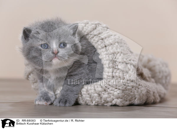 Britisch Kurzhaar Ktzchen / British Shorthair Kitten / RR-88083
