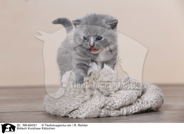 Britisch Kurzhaar Ktzchen / British Shorthair Kitten / RR-88091