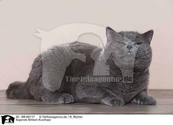 liegende Britisch Kurzhaar / lying British Shorthair / RR-88117