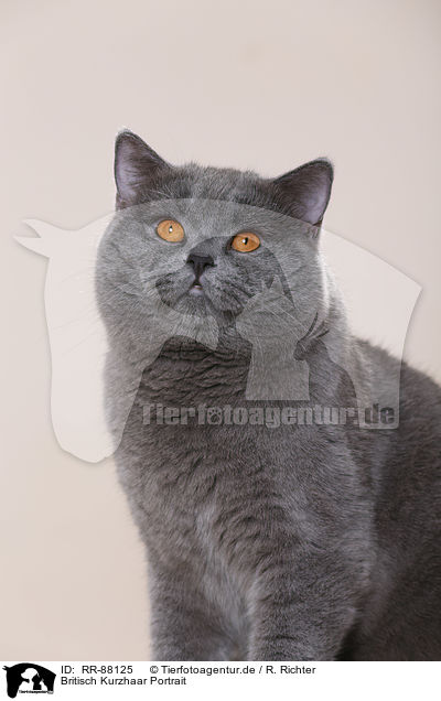 Britisch Kurzhaar Portrait / British Shorthair Portrait / RR-88125