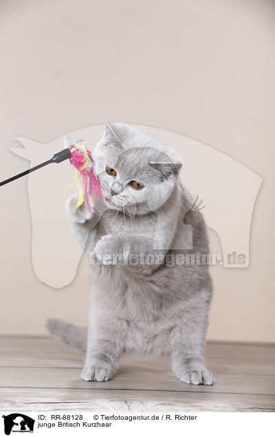 junge Britisch Kurzhaar / young British Shorthair / RR-88128