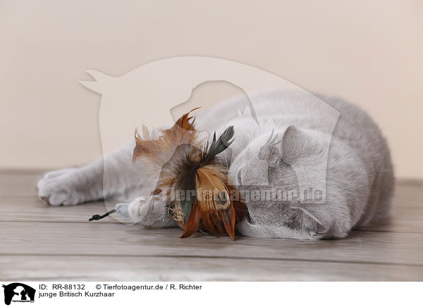 junge Britisch Kurzhaar / young British Shorthair / RR-88132
