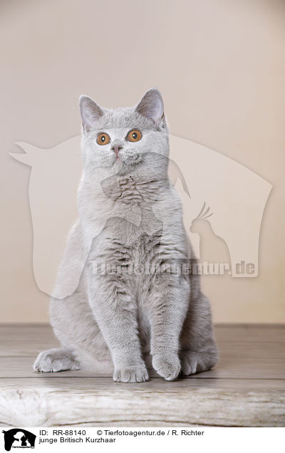junge Britisch Kurzhaar / young British Shorthair / RR-88140