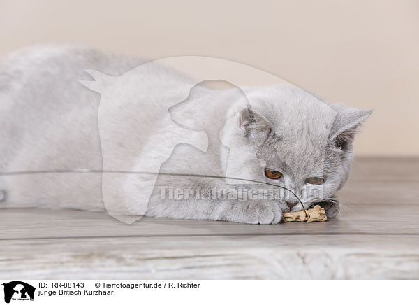 junge Britisch Kurzhaar / young British Shorthair / RR-88143