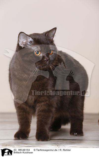 Britisch Kurzhaar / British Shorthair / RR-88154