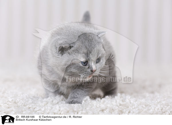 Britisch Kurzhaar Ktzchen / British Shorthair Kitten / RR-88186