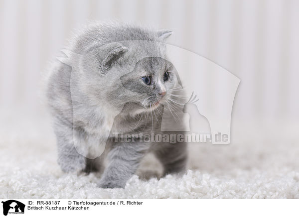 Britisch Kurzhaar Ktzchen / British Shorthair Kitten / RR-88187
