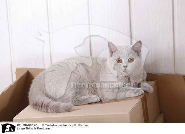junge Britisch Kurzhaar / young British Shorthair / RR-88190
