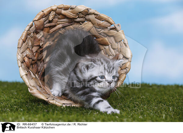Britisch Kurzhaar K�tzchen / British Shorthair Kitten / RR-88457