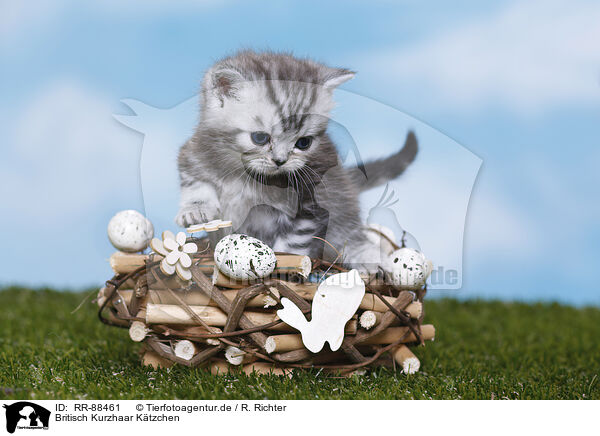 Britisch Kurzhaar K�tzchen / British Shorthair Kitten / RR-88461