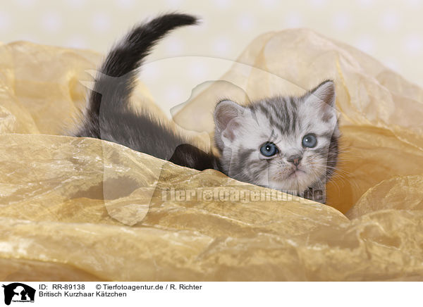 Britisch Kurzhaar Ktzchen / British Shorthair Kitten / RR-89138