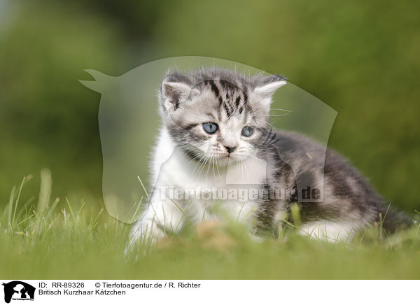 Britisch Kurzhaar Ktzchen / British Shorthair Kitten / RR-89326