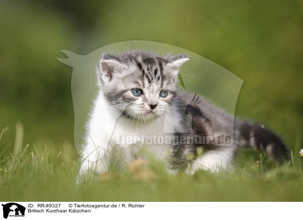 Britisch Kurzhaar Ktzchen / British Shorthair Kitten / RR-89327