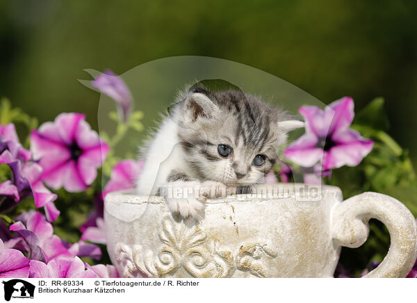 Britisch Kurzhaar Ktzchen / British Shorthair Kitten / RR-89334