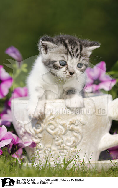 Britisch Kurzhaar Ktzchen / British Shorthair Kitten / RR-89336