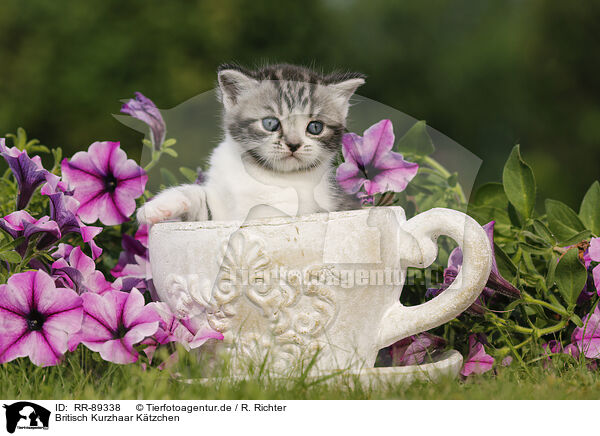 Britisch Kurzhaar Ktzchen / British Shorthair Kitten / RR-89338