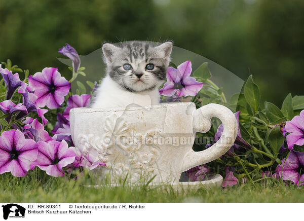 Britisch Kurzhaar Ktzchen / British Shorthair Kitten / RR-89341