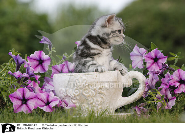 Britisch Kurzhaar Ktzchen / British Shorthair Kitten / RR-89343