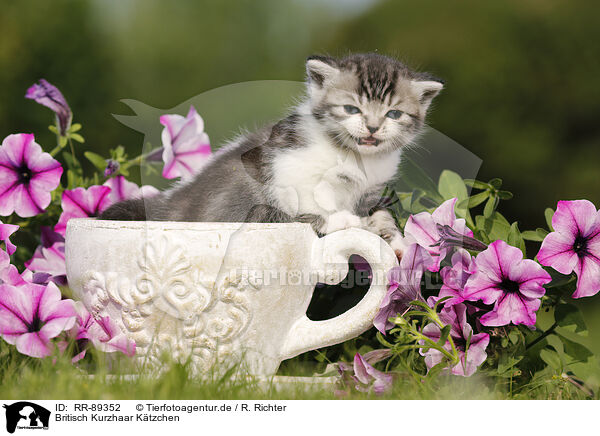 Britisch Kurzhaar K�tzchen / British Shorthair Kitten / RR-89352