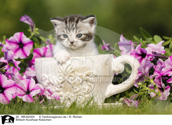 Britisch Kurzhaar Ktzchen / British Shorthair Kitten / RR-89364
