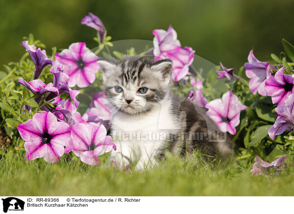 Britisch Kurzhaar Ktzchen / British Shorthair Kitten / RR-89366