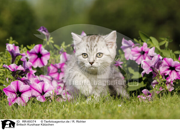 Britisch Kurzhaar Ktzchen / British Shorthair Kitten / RR-89374