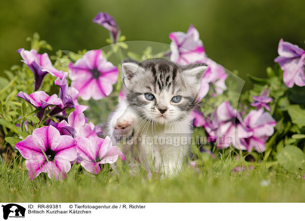 Britisch Kurzhaar Ktzchen / British Shorthair Kitten / RR-89381