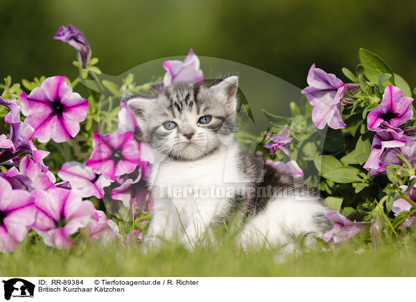 Britisch Kurzhaar Ktzchen / British Shorthair Kitten / RR-89384