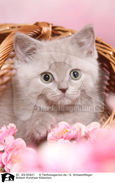 Britisch Kurzhaar Ktzchen / British Shorthair Kitten / SS-50921