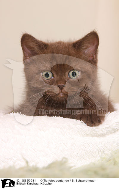 Britisch Kurzhaar Ktzchen / British Shorthair Kitten / SS-50981