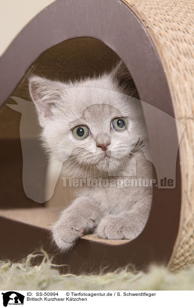 Britisch Kurzhaar Ktzchen / British Shorthair Kitten / SS-50994