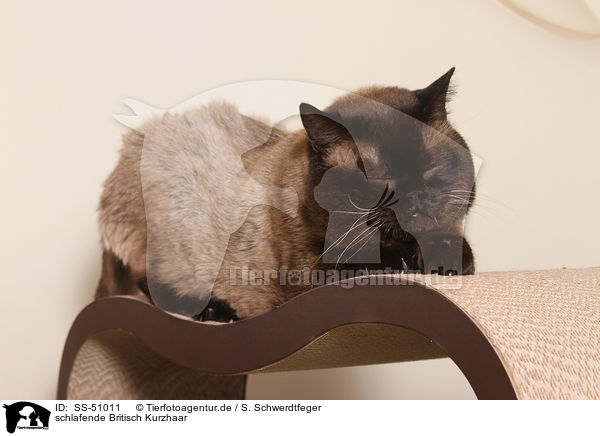 schlafende Britisch Kurzhaar / sleeping British Shorthair / SS-51011