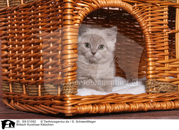 Britisch Kurzhaar Ktzchen / British Shorthair Kitten / SS-51092