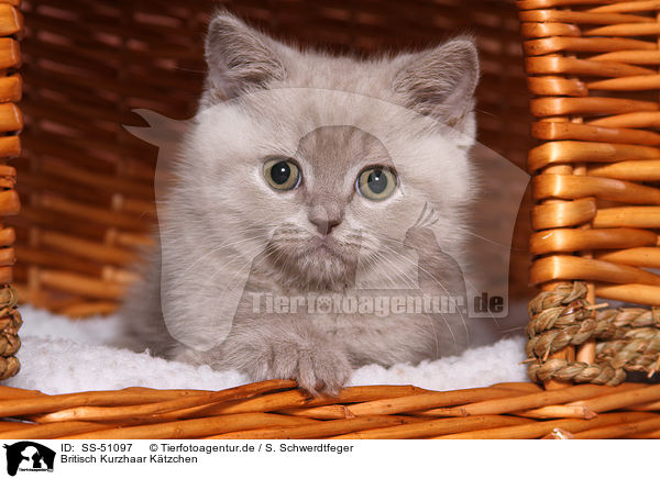 Britisch Kurzhaar Ktzchen / British Shorthair Kitten / SS-51097