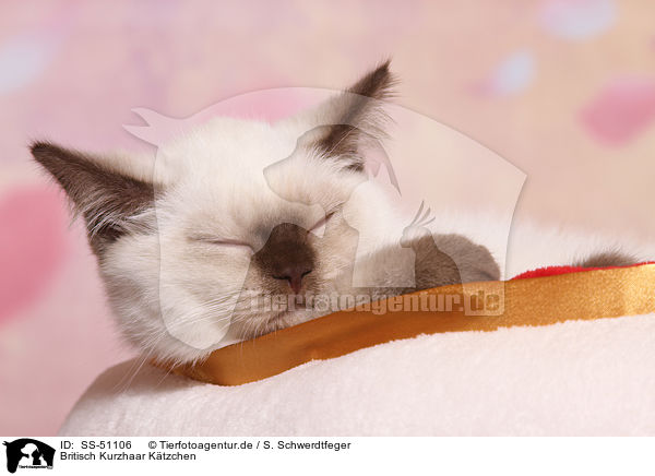 Britisch Kurzhaar Ktzchen / British Shorthair Kitten / SS-51106